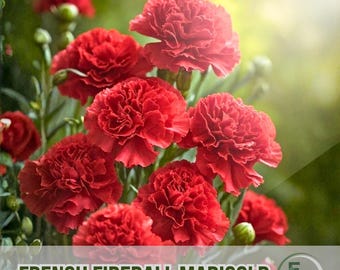 25 French Fireball Marigold Seeds Bright Orange & Red Fast Growing Garden Flower Seeds