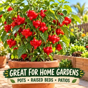 Aji Dulce pepper plants growing in large patio pots and raised garden beds under bright warm sunlight