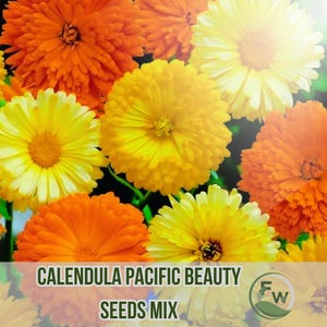 50 Calendula Pacific Beauty Seeds Mix | Pot Marigold Flower | Non-GMO Annual Garden Blooms