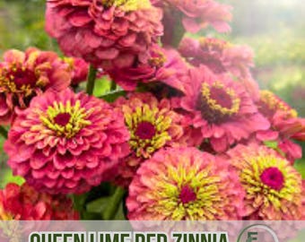 100 Queen Lime Red Zinnia Seeds Blooms Easy Grow Garden Flower