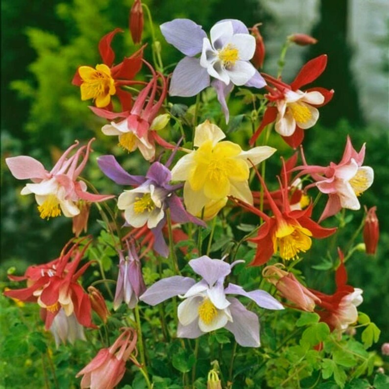 McKana Giants Columbine Seeds