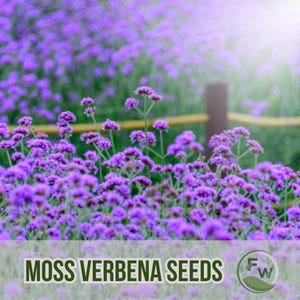 300 mosverbenazaden | Glandularia pulchella | Paarse bodembedekker | Vaste plant | Niet-ggo