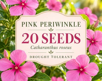 Semi di pervinca rosa (Catharanthus roseus), fiori estivi resistenti alla siccità (20 semi)