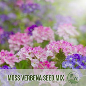 50 Moss Verbena Seed Mix | Verbena tenuisecta | Non-GMO Heirloom Low-Growing Colorful Blooms