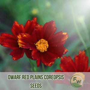 1000 Dwarf Red Plains Coreopsis Seeds Heirloom Non-GMO Bright Blooms for Pollinators & Easy Landscaping