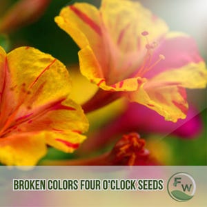 25 Variegated Four O&#39;Clock Seeds: Fragrant Mirabilis Jalapa, Heirloom Non-GMO