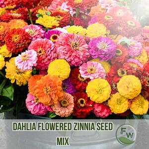100 Dahlia Flowered Zinnia Seeds: Zinnia elegans-mix, gedurfde snijbloemen