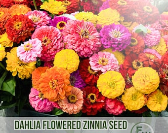 100 semillas de zinnia con flores de dalia: mezcla de zinnia elegans, flores de corte llamativas