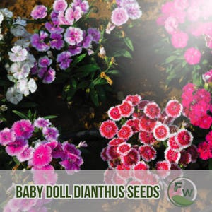 200 Baby Doll Dianthus Seeds | “Sweet William” | Dianthus barbatus | Non-GMO Biennial Blooms