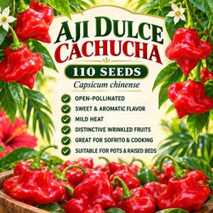 Aji Dulce Cachucha Pepper seed packet with 110 seeds, open-pollinated, sweet mild flavor, Capsicum chinense and container garden feature labels