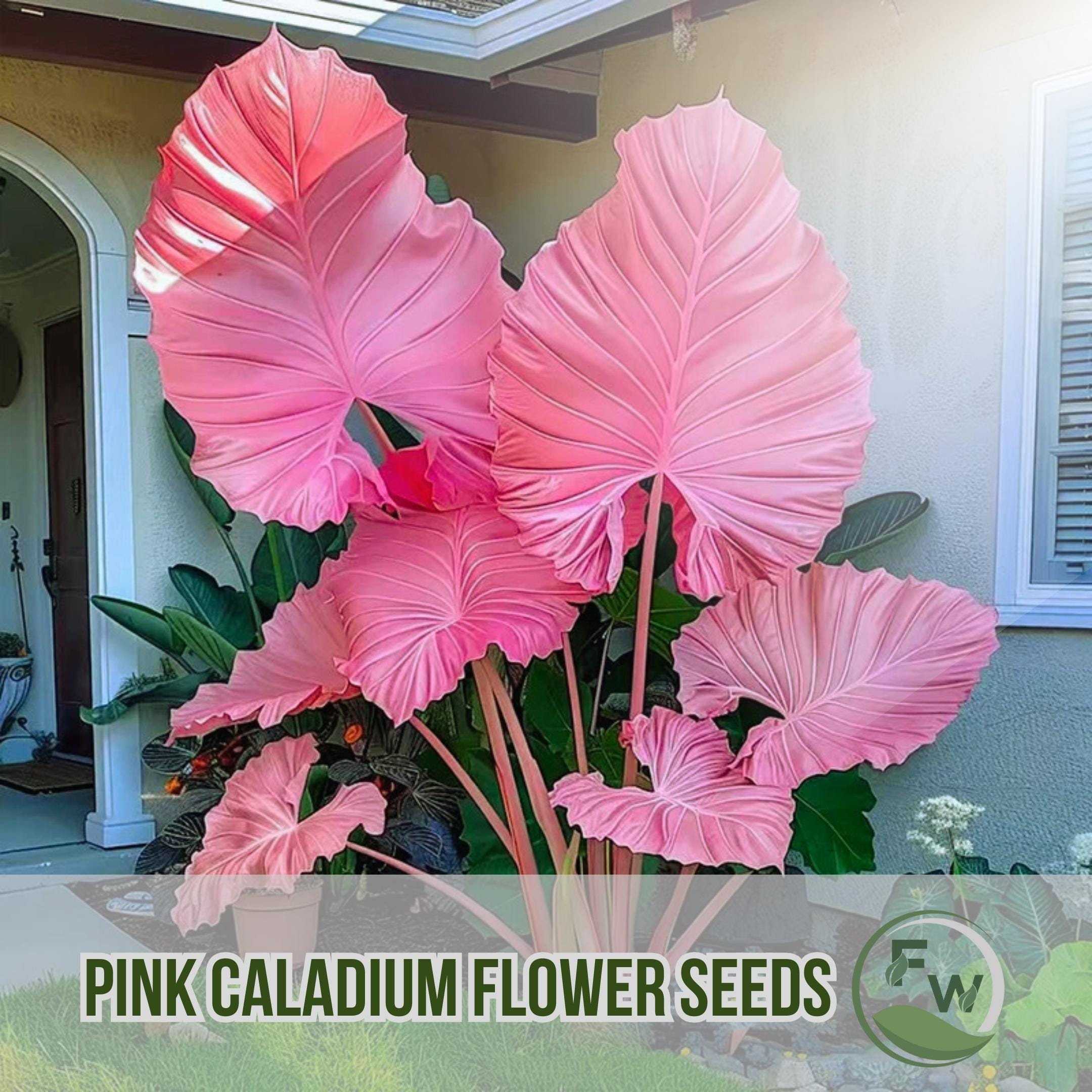Colocasia pink - Etsy 日本