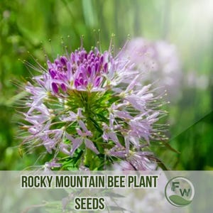 Puede incluir: Primer plano de una flor de Rocky Mountain Bee Plant, con un centro morado vibrante y delicados pétalos de color lila claro. La imagen incluye el texto "ROCKY MOUNTAIN BEE PLANT SEEDS" en la parte inferior, sobre un fondo verde borroso.