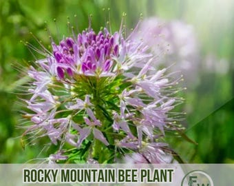 100 Rocky Mountain Bee Plant Seeds Cleome Serrulata Heirloom & Non-gmo  Pollinator-friendly Wildflower - Etsy