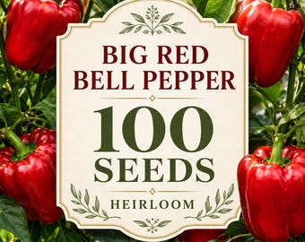 Semillas de pimiento rojo grande, hortaliza dulce tradicional, paquete de 100 semillas para huerto doméstico.