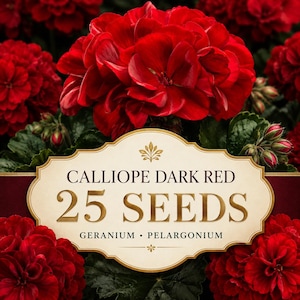 Calliope Dark Red Geranium Seeds | 25 Pelargonium Planting Seeds
