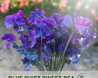 50 semillas de guisante de olor Blue Shift, flores trepadoras fragantes de fácil cultivo para jardín