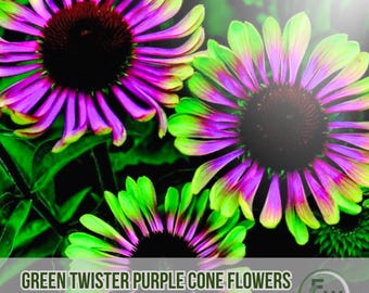 20 Green Twister Purple Coneflower Seeds | Echinacea purpurea | Unique Garden Blooms