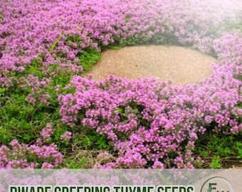 3500 nasion tymianku płożącego karłowatego | Thymus Serpyllum | Roślina okrywowa | Bez GMO
