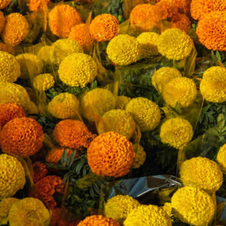 FACEWordCo Inca Marigold Seeds - Thumbnail 3