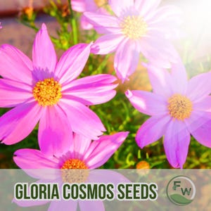 100 Gloria Cosmos Seeds: Pink Heirloom Flowers, Pollinator-Friendly
