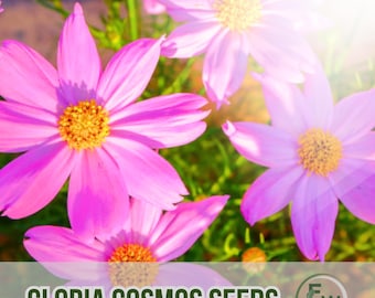 100 Gloria Cosmos Seeds: Pink Heirloom Flowers, Pollinator-Friendly
