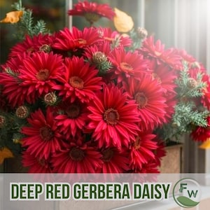 May include: A bouquet of deep red Gerbera daisies. The flowers have multiple layers of petals and a dark centre. Green foliage and small pine cones are interspersed among the blooms. The text "DEEP RED GERBERA DAISY" is at the bottom of the image.