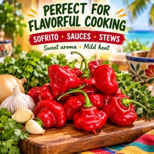 Whole and sliced Aji Dulce peppers displayed with onion garlic herbs and ingredients for sofrito and Caribbean-style cooking