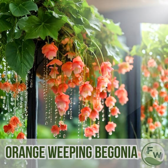 25 Orange Weeping Begonia Seeds Cascading Blooms Hanging Basket Flowers  Fast Growing Shade Plants - Etsy