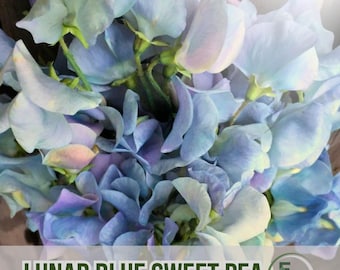 50 Lunar Blue Sweet Pea Seeds Easy Grow Flower Climbing Blue Blooms for Garden