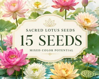 Sacred Lotus Seeds, Nelumbo nucifera, Mixed Color Aquatic Flower, Container Pond Plant