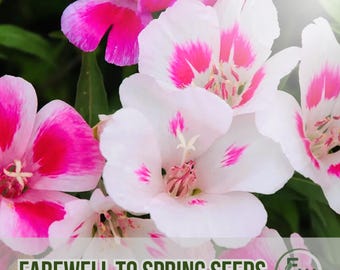 300 Clarkia Amoena Seeds: Pink & Purple Wildflower - Non-GMO