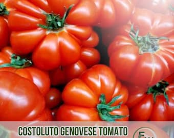30 Costoluto Genovese Tomato Seeds | Italian Heirloom Ribbed | NON-GMO | Classic Garden Favorite