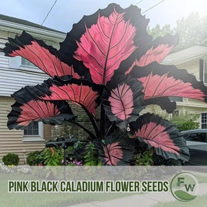 100 semi di Caladium rosa e nero / Fogliame raro / Perenne da ombra / Bonsai esotico / NON OGM