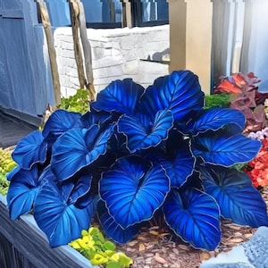 May include: A vibrant display of large, blue-colored leaves with prominent veining. The leaves have a glossy finish and are arranged in a lush, dense cluster. The plant is set in a wooden planter, surrounded by other colorful plants.
