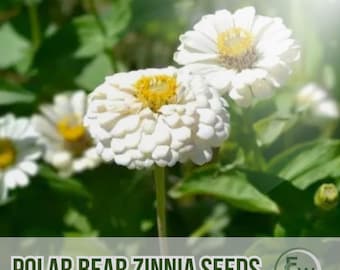 100 Polar Bear Zinnia Seeds: Heirloom White Blooms, Pollinator Friendly