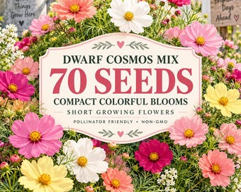 70 Dwarf Cosmos Seeds, Compact Colorful Flowers, Pollinator Friendly (Non-GMO)