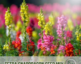 300 Tetra Snapdragon Seeds Mix Non-GMO Heirloom Colorful Blooms for Cutting & Cottage Gardens
