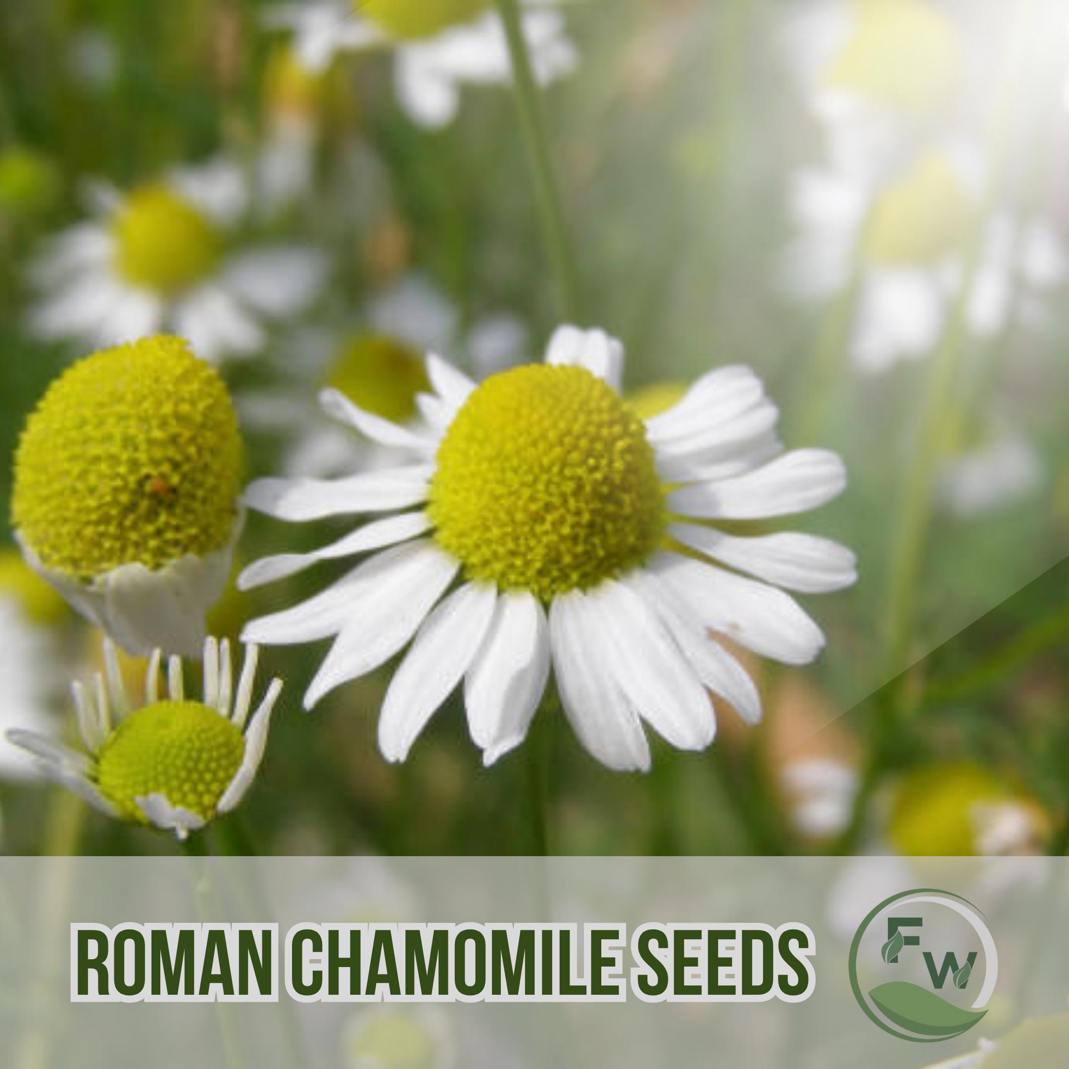 ローマンカモミール種子1000個、非遺伝子組み換え、伝統品種、庭用の低