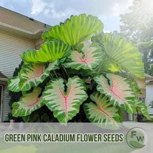 100 semi di Caladium verde rosa / Fogliame raro / Perenne tropicale / Giardino all&#39;ombra / NON OGM