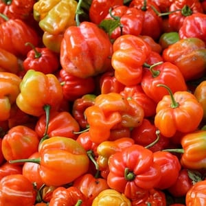 May include: A close-up of a collection of habanero peppers in shades of red, orange, and yellow. The peppers have a wrinkled texture and a distinctive shape, with green stems. The image is well-lit, highlighting the vibrant colours and textures.