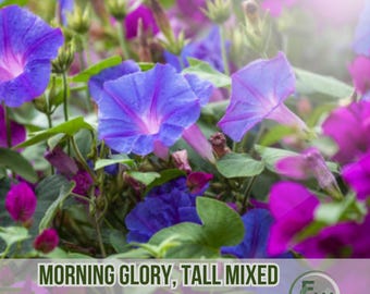 25 Morning Glory Tall Mixed Seeds | Colorful Climbing Vines | Non-GMO | Wildflower Mix