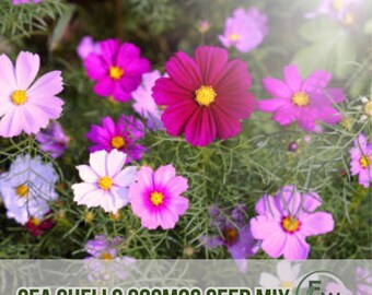 100 Sea Shells Cosmos Seeds: Heirloom Non-GMO, Pollinator Friendly