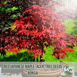 20 Red Japanese Maple Seeds | Acer palmatum atropurpureum | Bonsai or Ornamental Tree