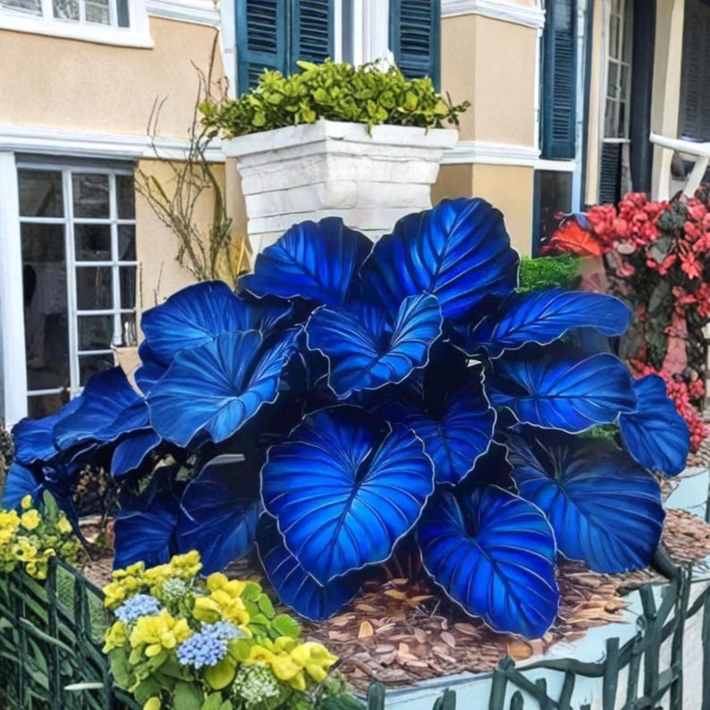 Variegated Taro 100 Variegated Taro Seeds Rare Bicolor Leaves High Ornamental Value ...