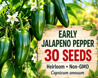 Early Jalapeno Pepper Seeds | Heirloom Non-GMO Capsicum annuum (30 Seeds)
