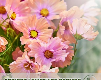 200 Apricot Lemonade Cosmos Seeds Soft Pastel Blooms Easy Growing Garden Flowers