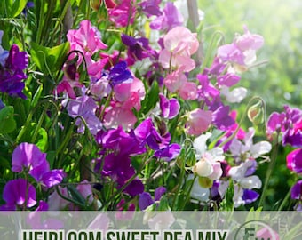 50 semillas de guisante de olor tradicional: flores trepadoras y fragantes para el jardín