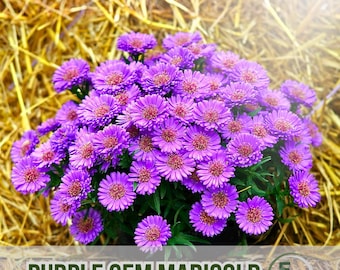 25 Purple Gem Marigold Seeds Unique Marigold Variety Fast Growing Garden Flowers