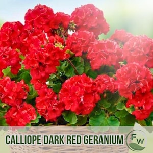 Puede incluir: Primer plano de un geranio Calliope rojo oscuro, con flores de un rojo intenso y follaje verde exuberante. El texto "Calliope Dark Red Geranium" es visible. La planta está en una cesta de mimbre.