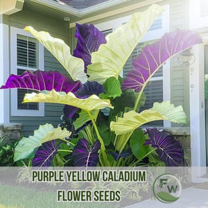 100 semi di Caladium giallo-viola / Fogliame raro / Pianta tropicale perenne da ombra / Giardino e bonsai